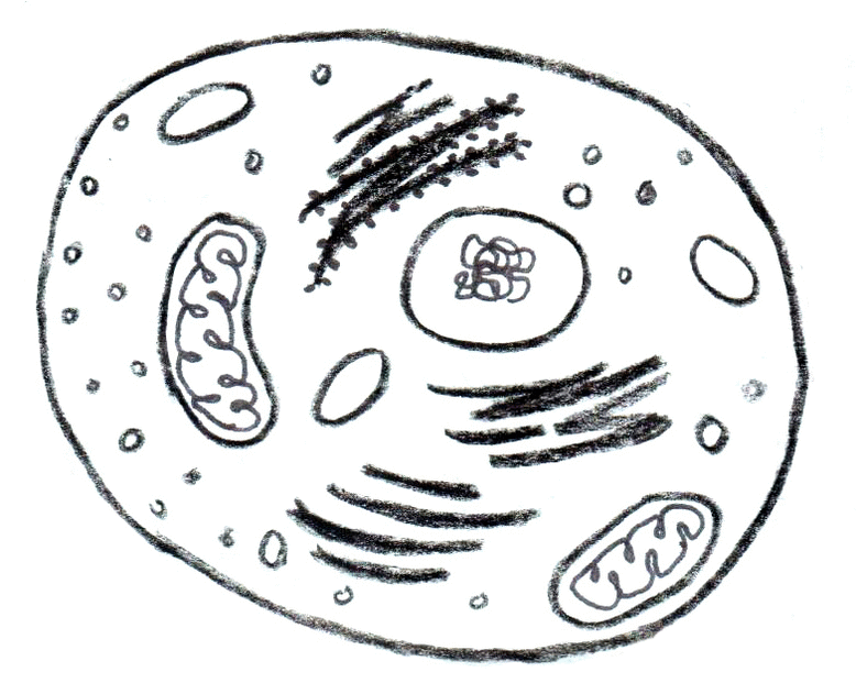 Lesson: Comparing Cells | Slide B Lesson: Comparing Cells | Slide B