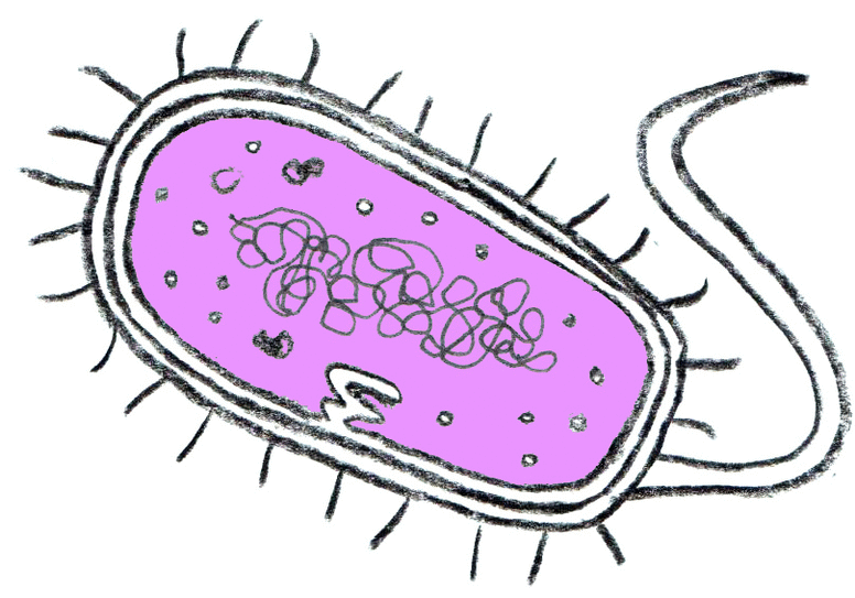 Lesson: Comparing Cells | Slide B
