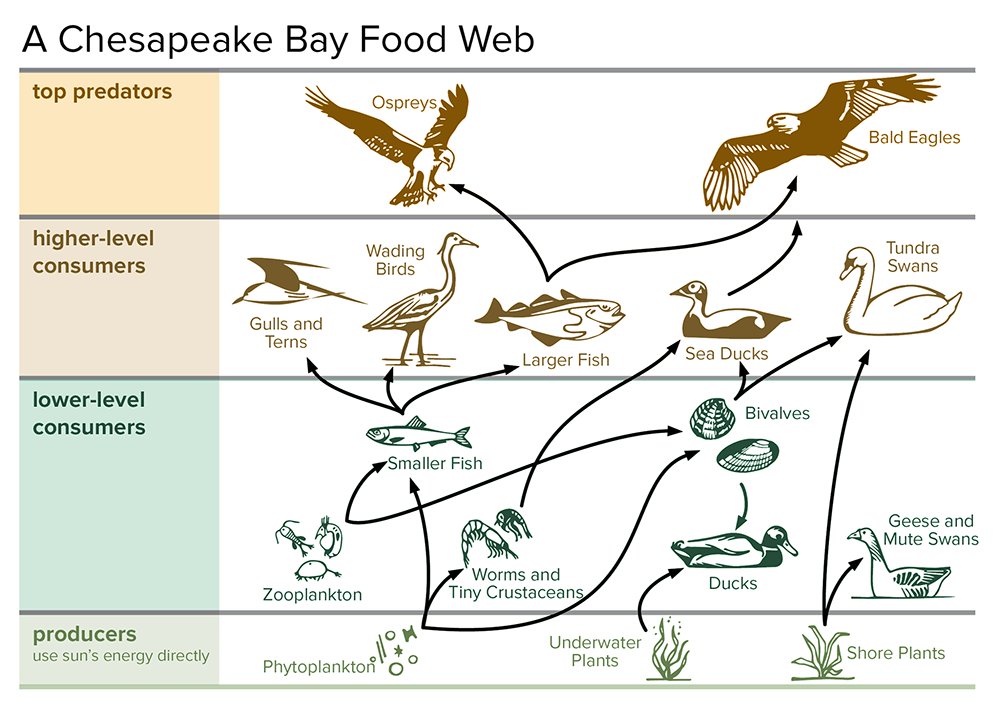 lesson-a-chesapeake-bay-food-web-slide-d