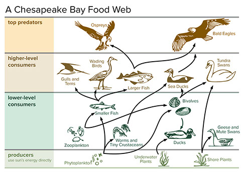 estuary biome food web