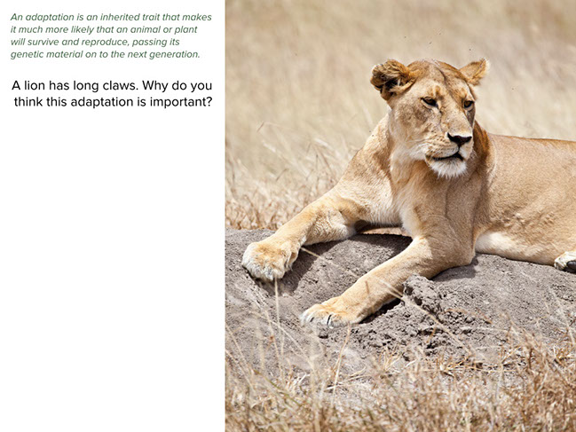 Conversation: Suited for Survival–Animal Adaptations Conversation: Suited for Survival–Animal Adaptations