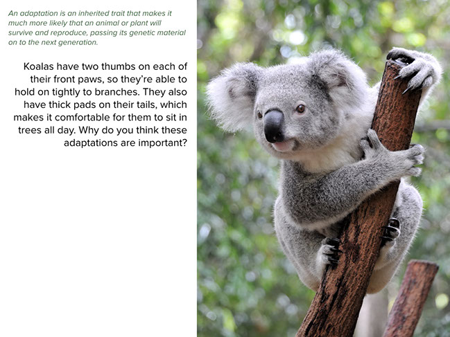 Conversation: Suited for SurvivalāAnimal Adaptations Conversation: Suited for SurvivalāAnimal Adaptations