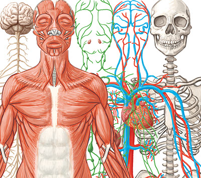 5,200+ Nervous System Drawings Stock Illustrations, Royalty-Free Vector  Graphics & Clip Art - iStock