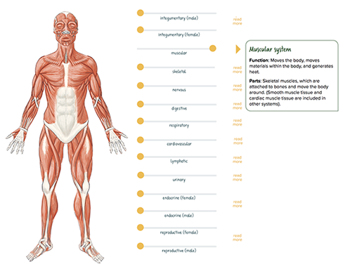 interactive organ systems at work