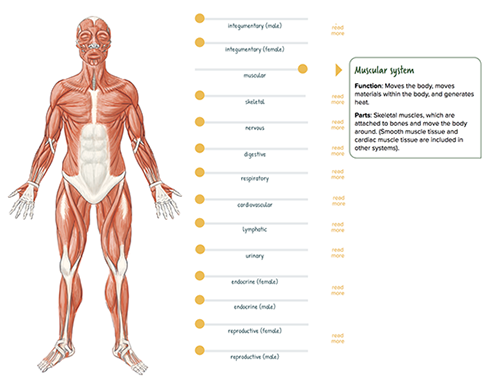 Interactive Organ Systems At Work