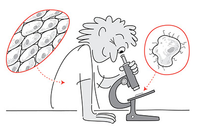 Lab Using A Microscope