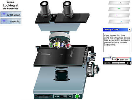 Lab Using A Microscope