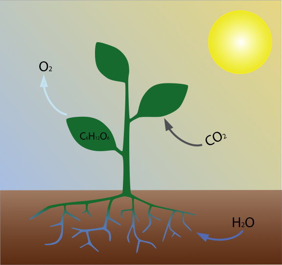 Reading: Making Trees from Thin Air (Photosynthesis)